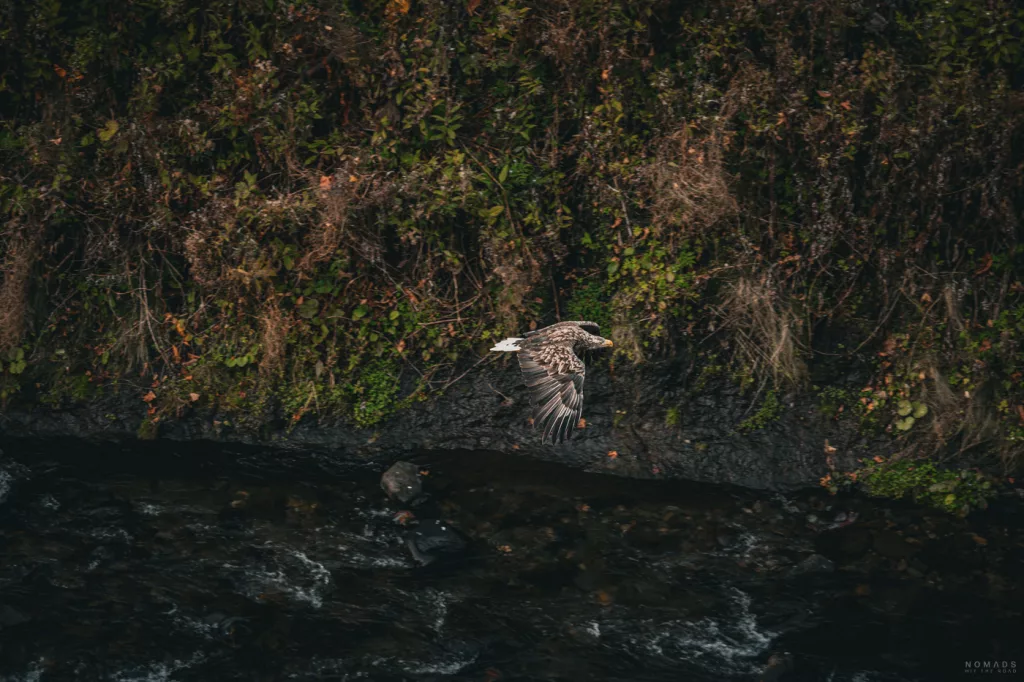 Seeadler im Flug über einem dunklen Fluss, knapp über der Wasseroberfläche, vor bewachsener Felswand im herbstlichen Shiretoko-Nationalpark.