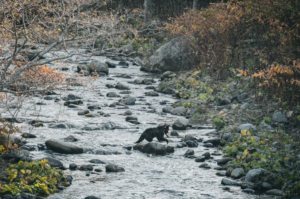 Braunbär steht in einem flachen Fluss in Shiretoko und hat einen Lachs gefangen – typische Szene der Tierwelt im Nationalpark.