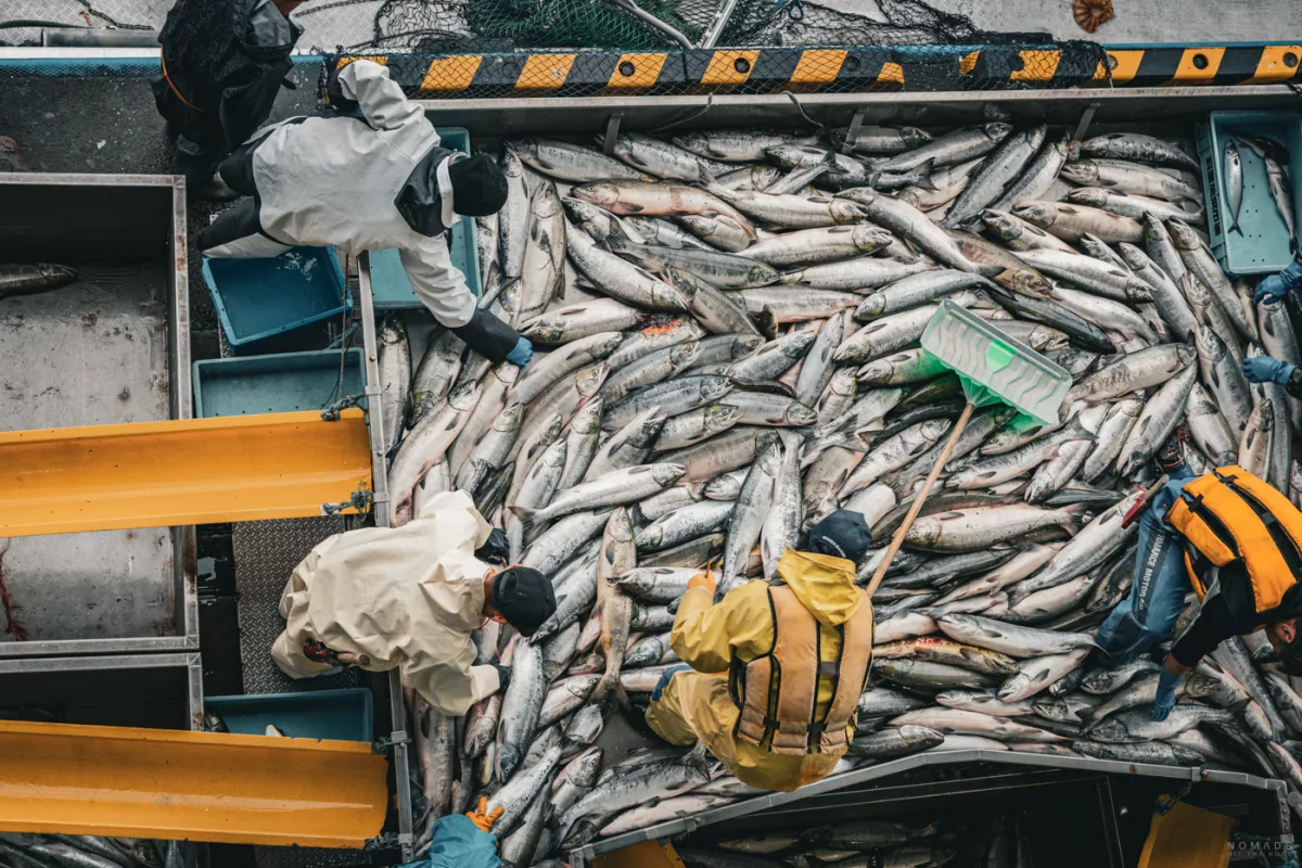 Blick von oben auf Fischer bei der Lachsverarbeitung im Hafen von Utoro, Shiretoko, mit großen Mengen frisch angelandetem Fisch.