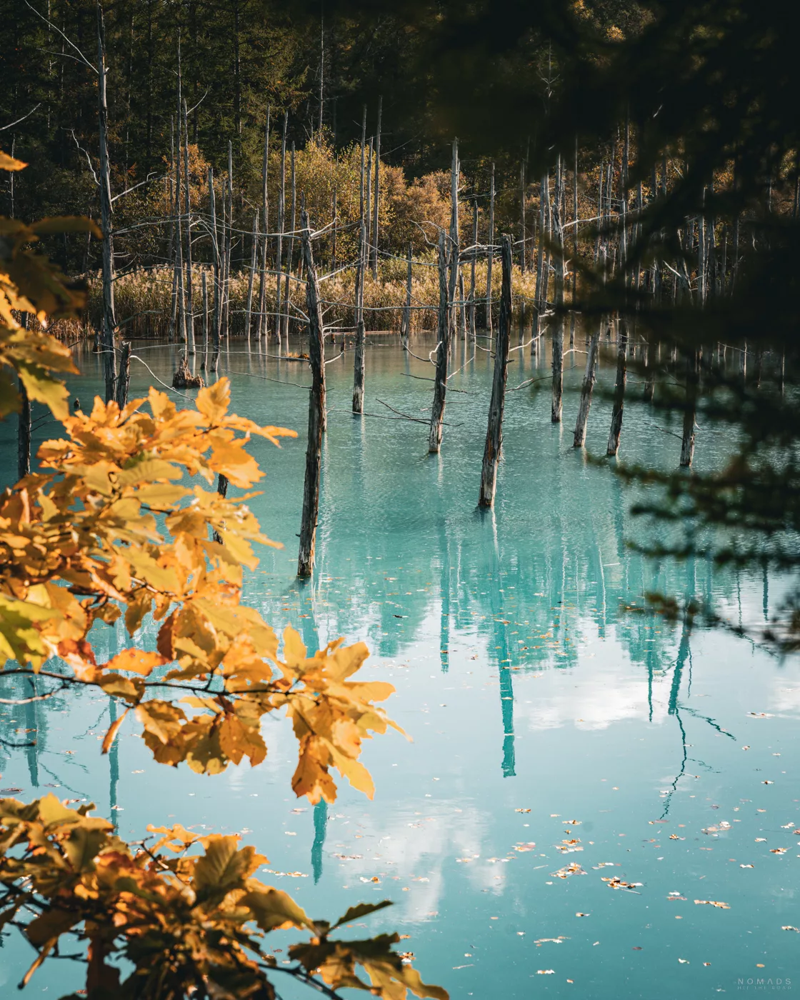 Türkisfarbener Blue Pond in Biei mit abgestorbenen Baumstämmen im Wasser, eingerahmt von herbstlich gefärbten Blättern im Vordergrund.