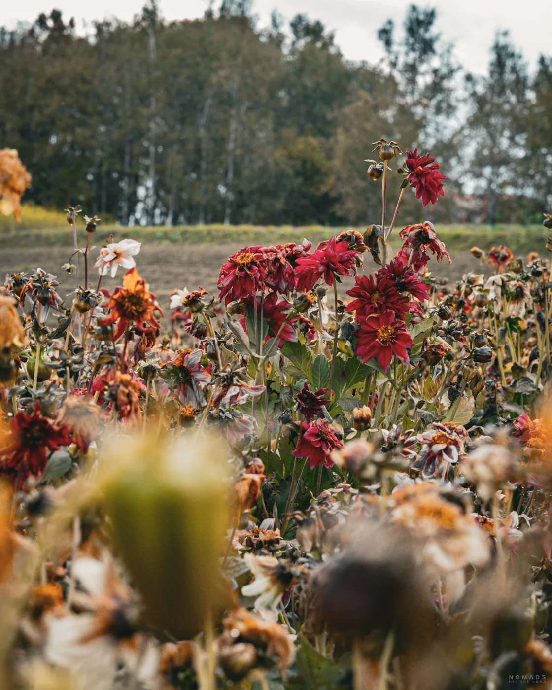 Verblühte rote und weiße Blumen auf einem Feld in Biei im Herbst, mit Wald im Hintergrund.