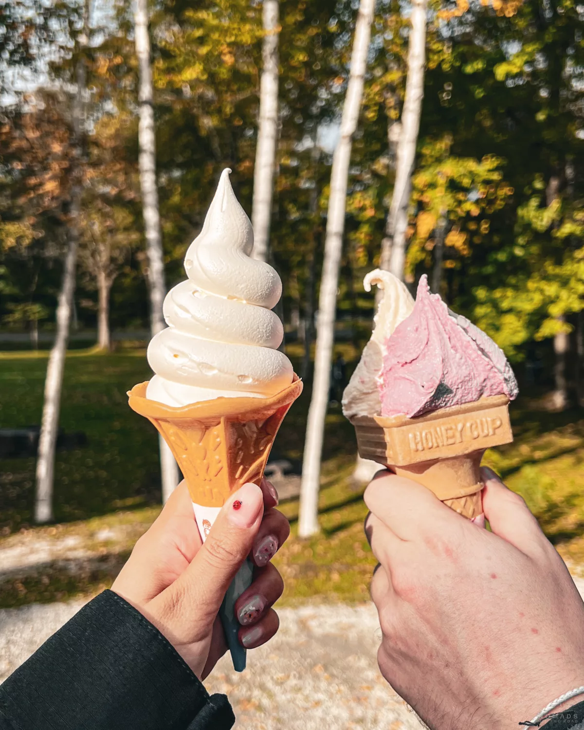 Zwei Eiscreme-Waffeln – eine mit Vanille-Softeis, eine mit rosa und weißem Eis – vor herbstlichen Birkenbäumen im Hintergrund.