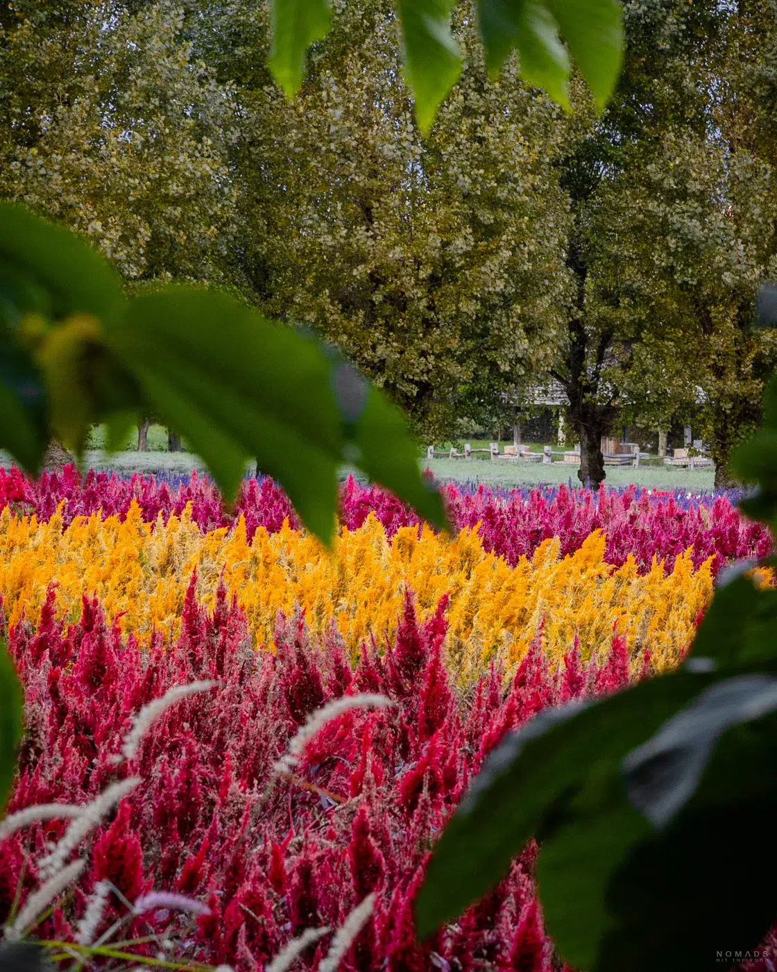 Bunte Blumenfelder auf der Farm Tomita in Furano mit roten, gelben und pinken Blüten, eingerahmt von grünen Blättern im Vordergrund.