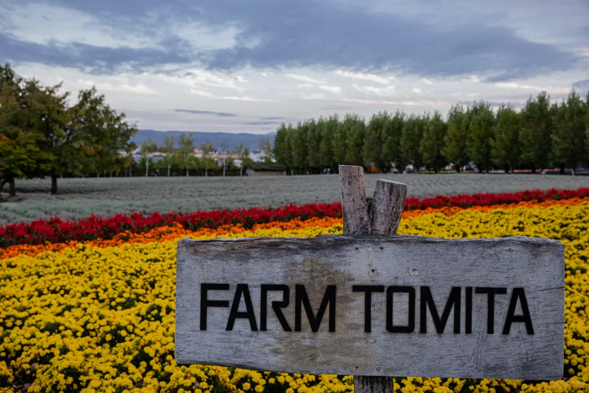 Holzschild „Farm Tomita“ vor leuchtend gelben Blumenfeldern in Furano mit Berglandschaft im Hintergrund.