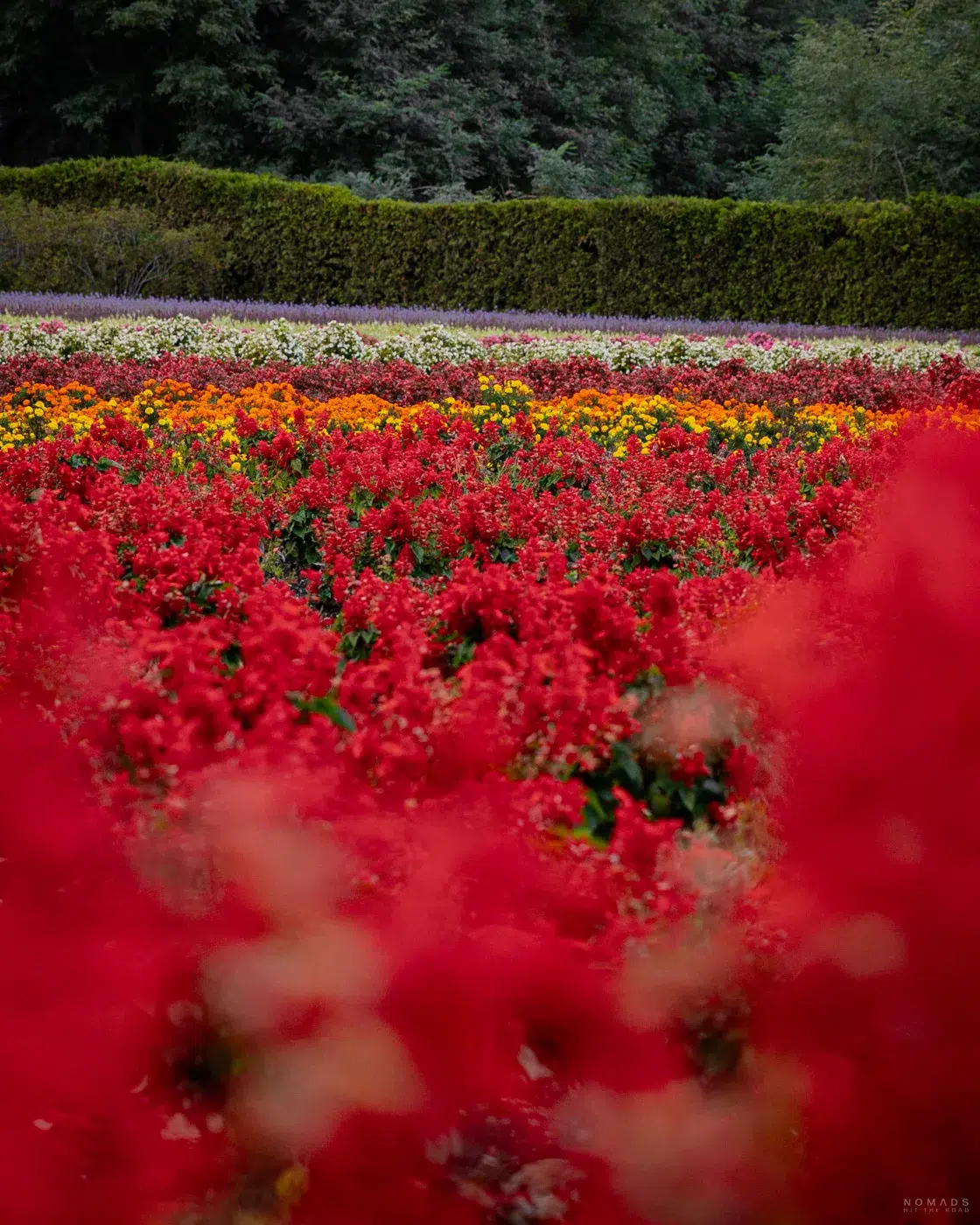 Weitläufige, farbenfrohe Blumenbeete auf der Farm Tomita in Furano mit roten, orangenen und weißen Blüten vor grüner Hecke.