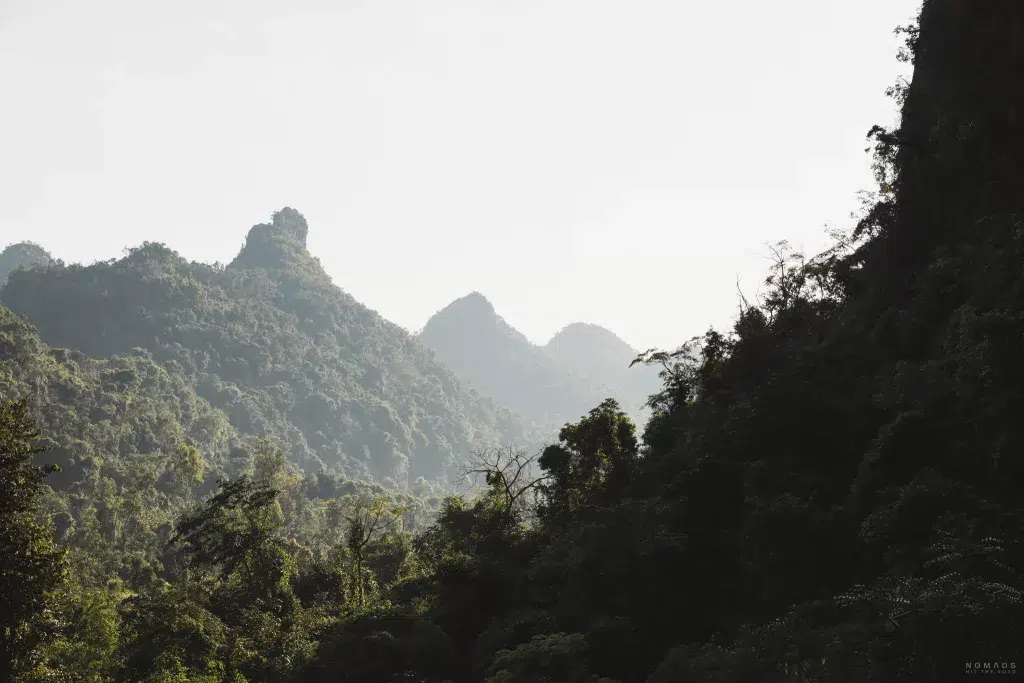 Blick auf Dschungel mit Bäumen und Pflanzen auf Cat Ba
