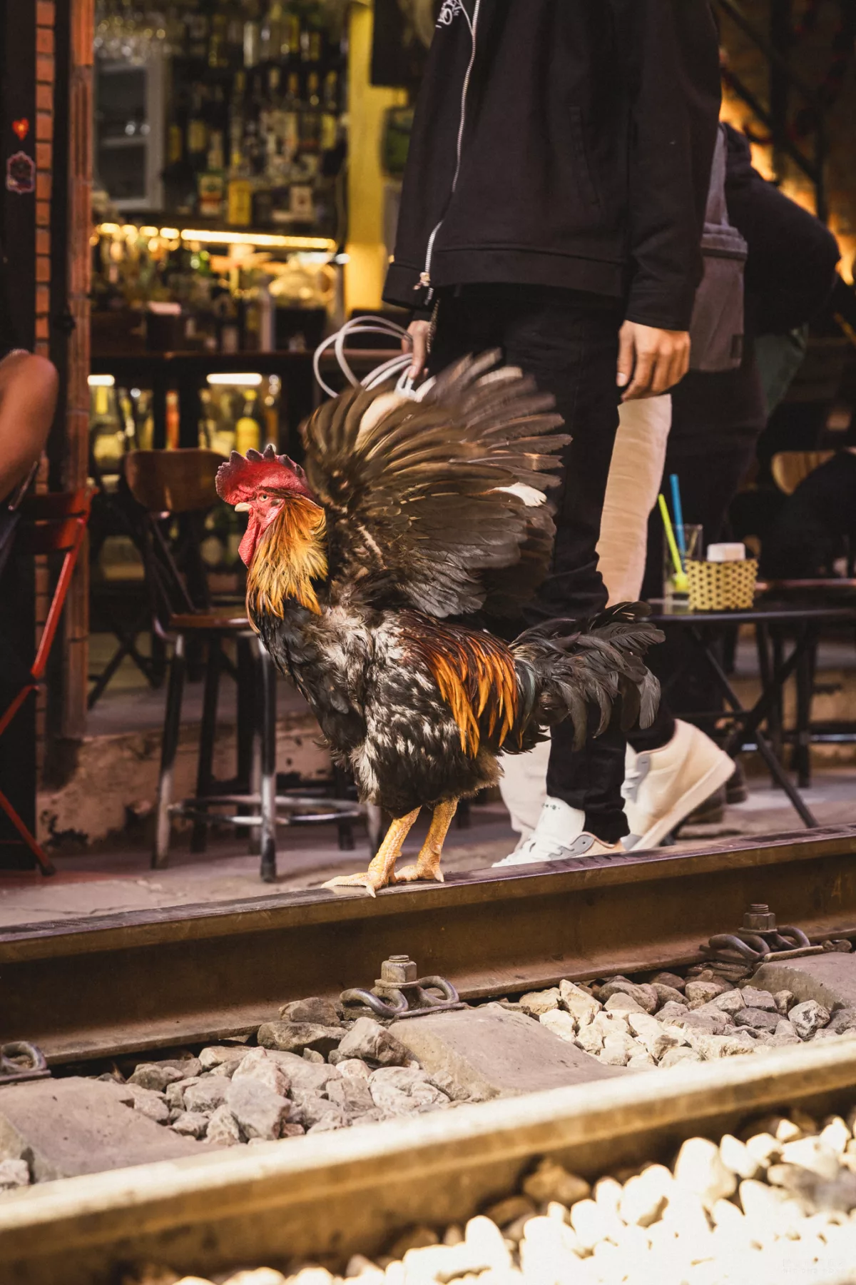 Hahn steht auf einer Gleise