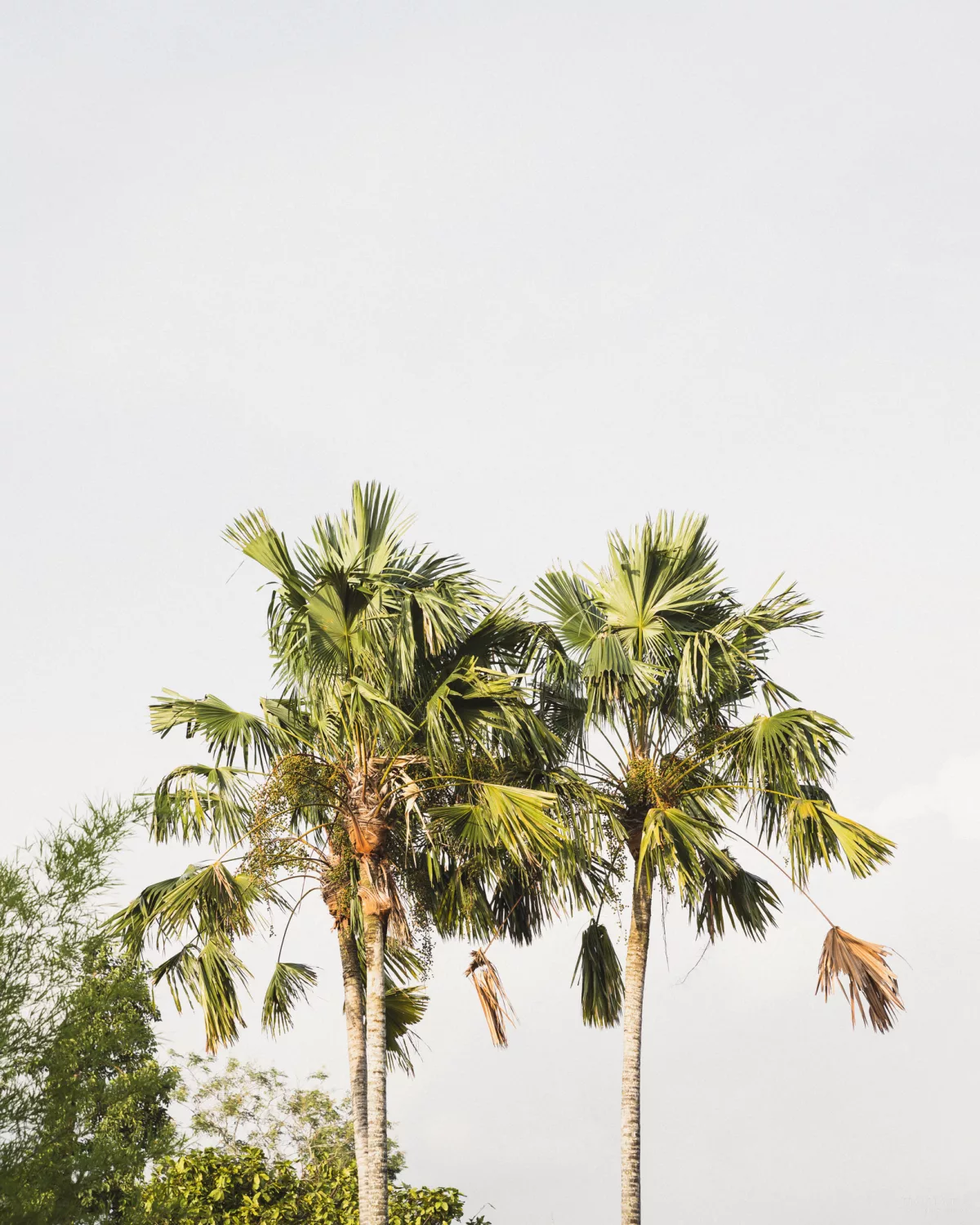 Palmen ragen in den Himmel in Seseh Bali