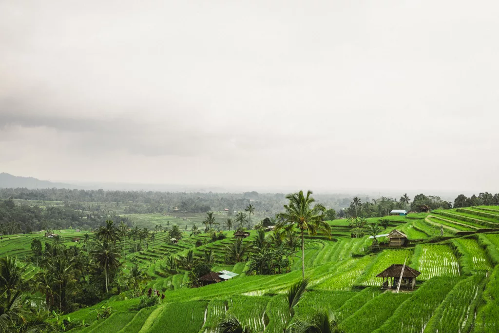 Blick auf die grünen Jatiluwih Reisterrassen auf Bali