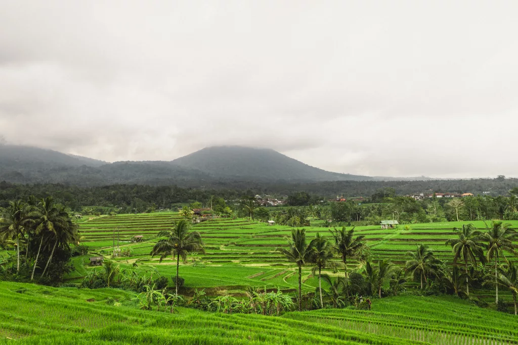 Blick auf die grünen Jatiluwih Reisterrassen auf Bali