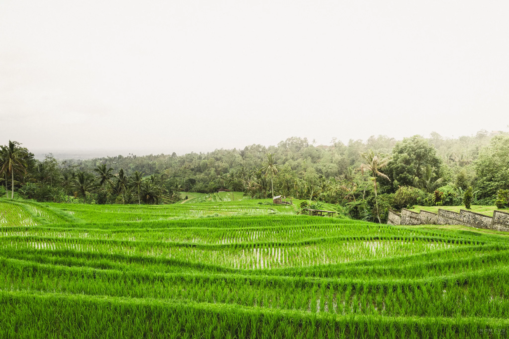 Blick auf die grünen Jatiluwih Reisterrassen auf Bali