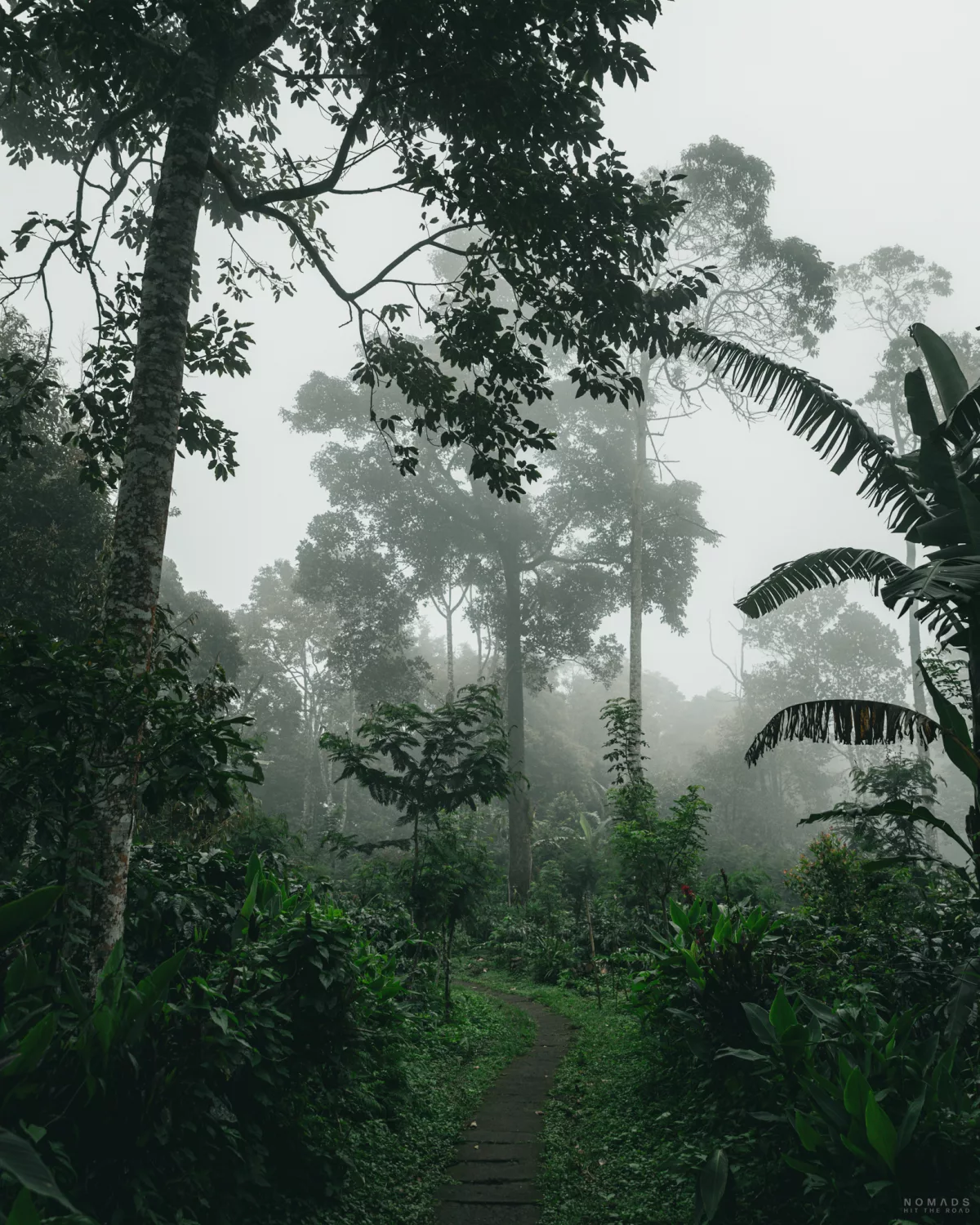 Nebel zwischen zieht über einen Weg im Dschungel bei Munduk