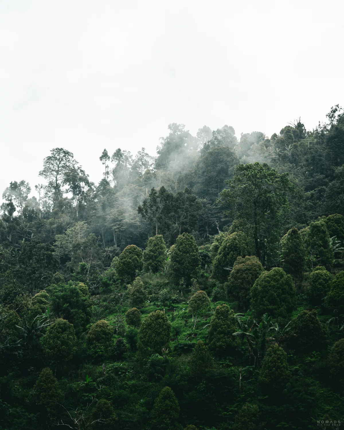 Bäume an einem Hang behangen mit Nebel in Munduk