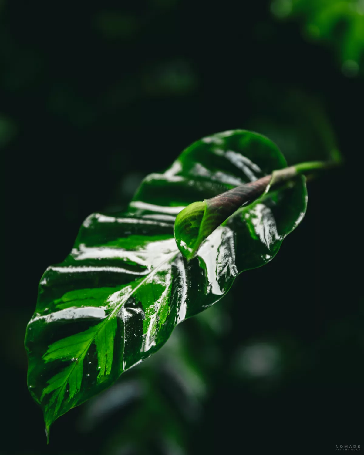 Nasses Blatt einer Pflanze