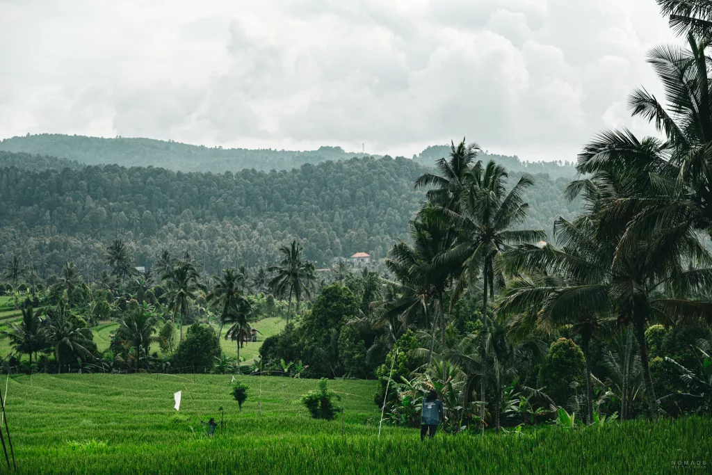 Blick auf grüne Reisterrassen und Palmen in Munduk