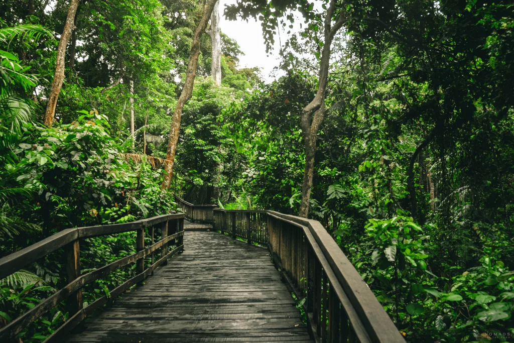 Weg durch grüne Vegetation durch Ubud Monkey Forest