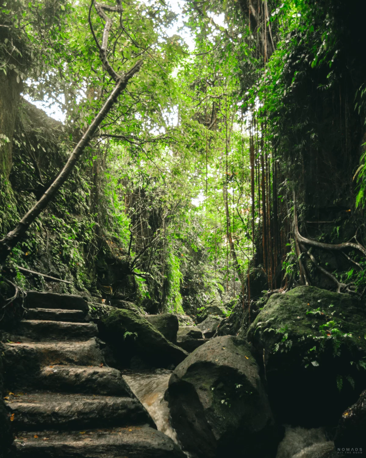 Steinweg und ein Bach der durch grüne Vegetation im Ubud Monkey Forest fließt