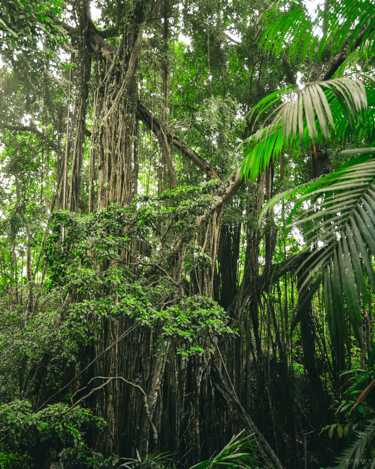Baum, Lianen und weitere Pflanzen im Ubud Monkey Forest