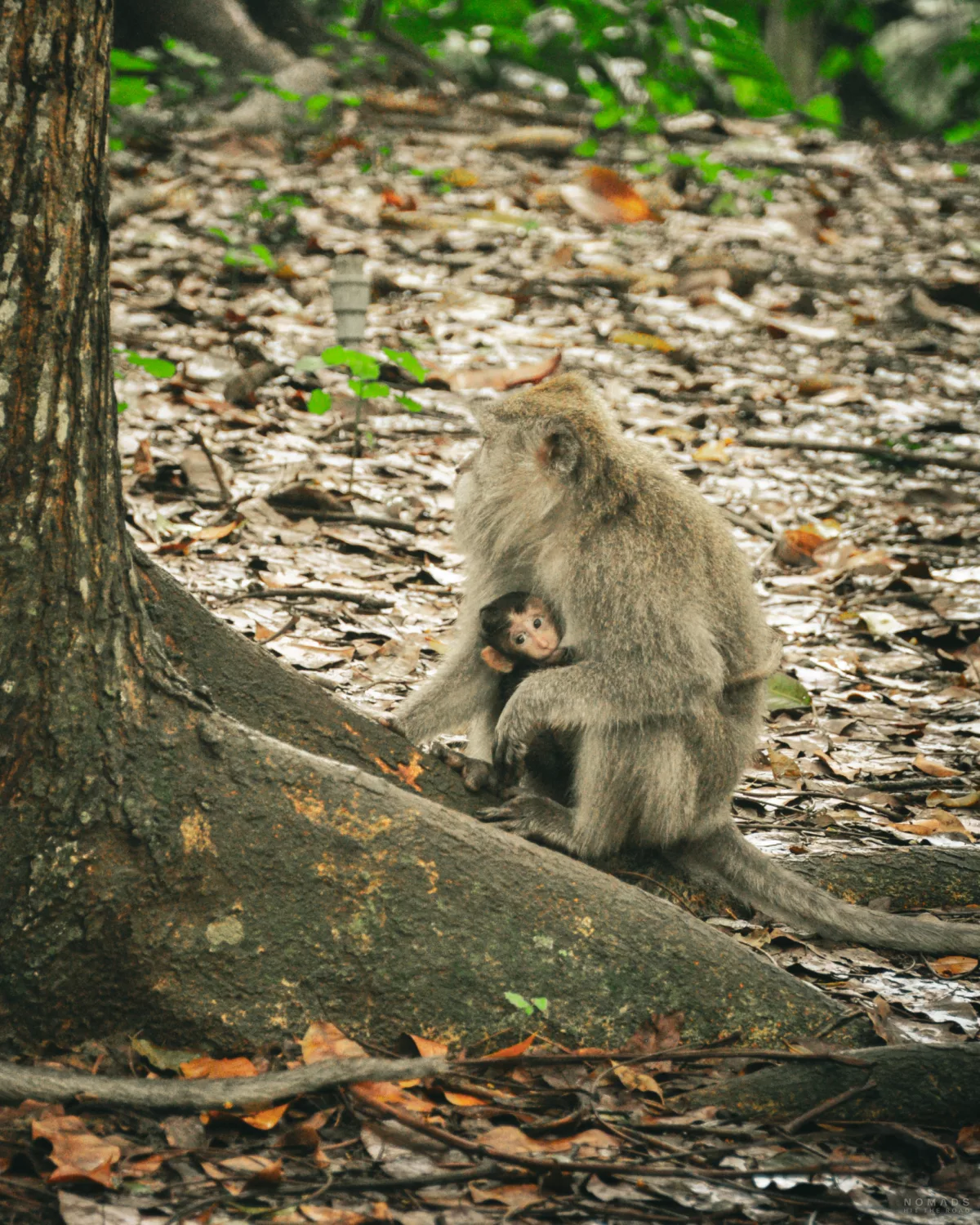 Baby Affe klammert sich an seine Mutter, die auf dem Boden an einem Baum sitzt
