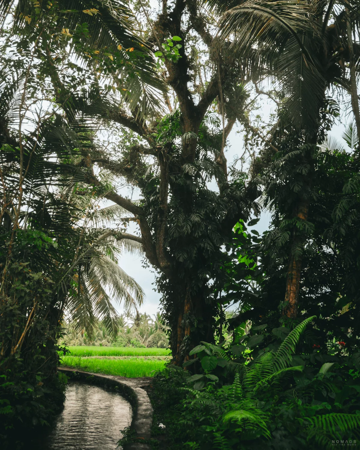 Blick auf Bäume an einem Bach und im Hintergrund Reisfelder