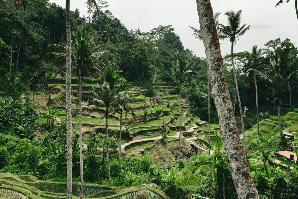 Blick auf die grünen Tegalalang Reisterrassen in Ubud