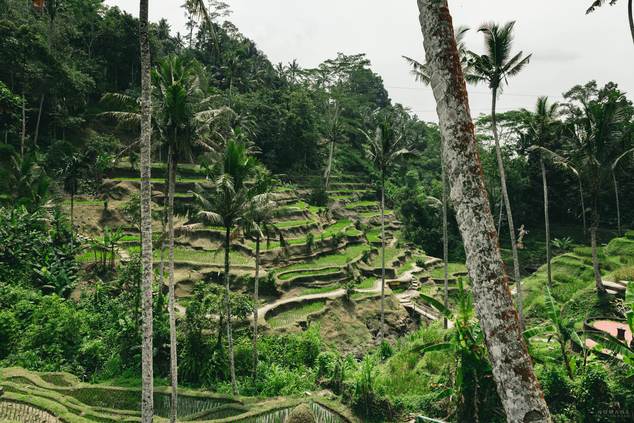 Blick auf die grünen Tegallalang Reisterrassen in Ubud