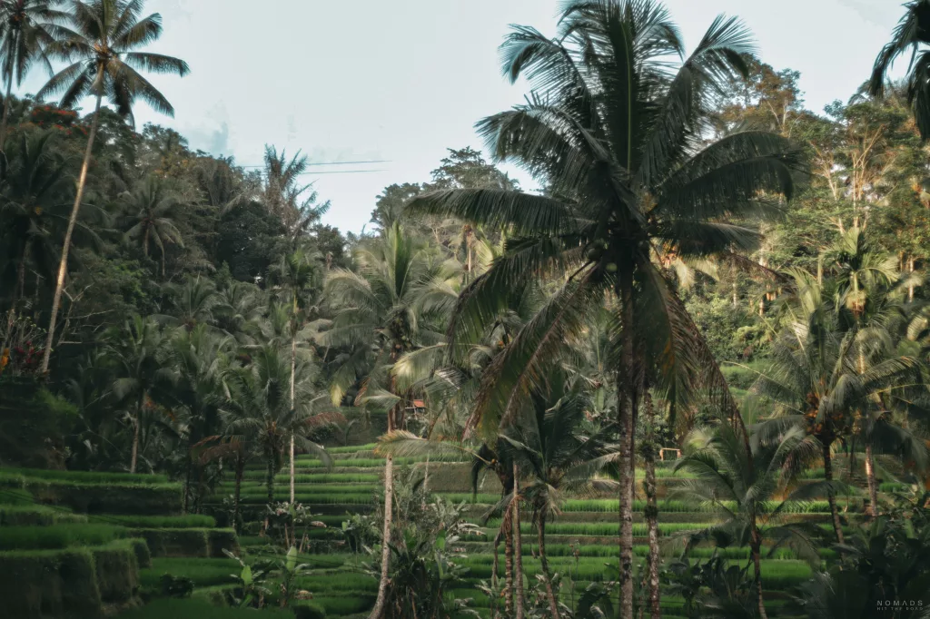 Palmen inmitten der Tegallalang Reisterrassen bei Ubud