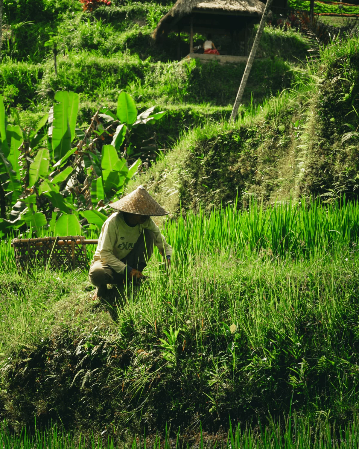 Bauer mit Strohhut sitzt in einem Reisfeld und erntet