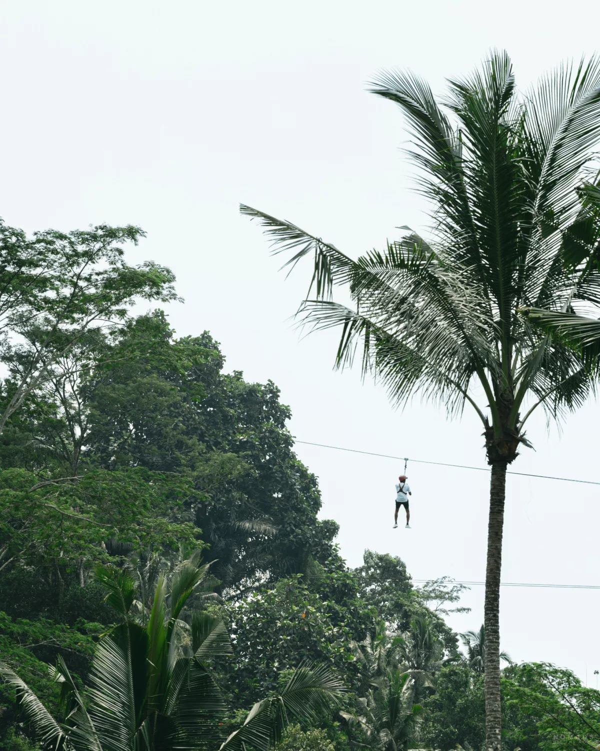 Zipline über den Tegallalang Reisterrassen zwischen Palmen und Bäumen