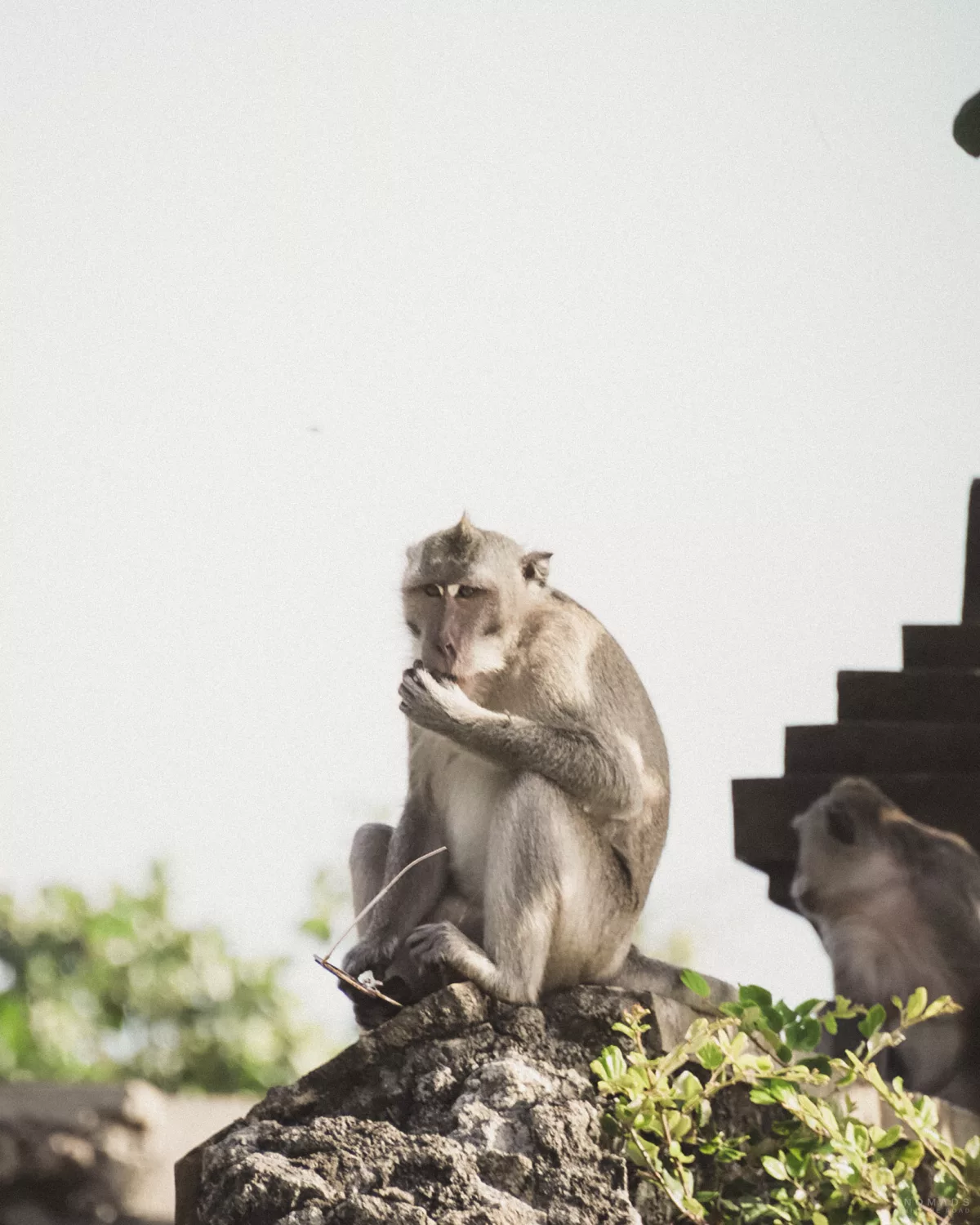Affe frisst und sitzt auf einem Stein