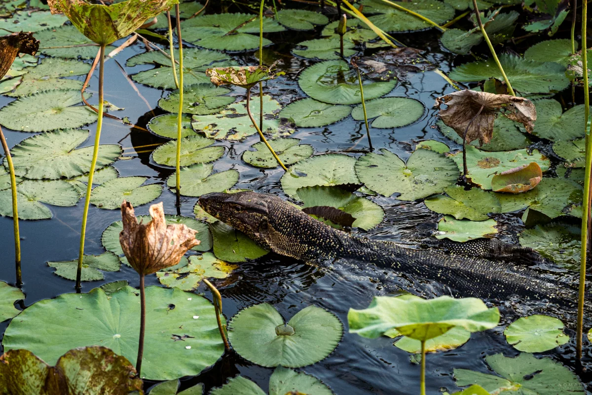 Waran schwimmt in einem Teich durch Wasserrosen hindurch