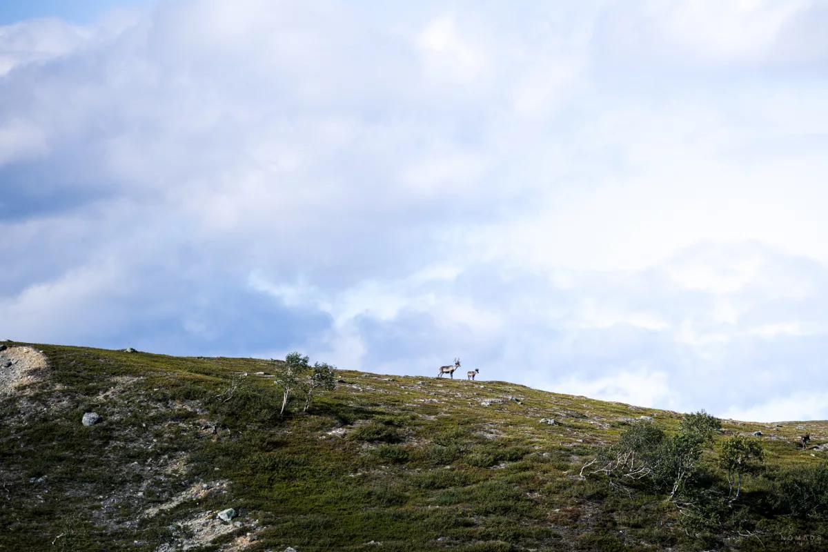 Rentiere stehen auf einer Anhöhe, um geben von grüner Vegetation