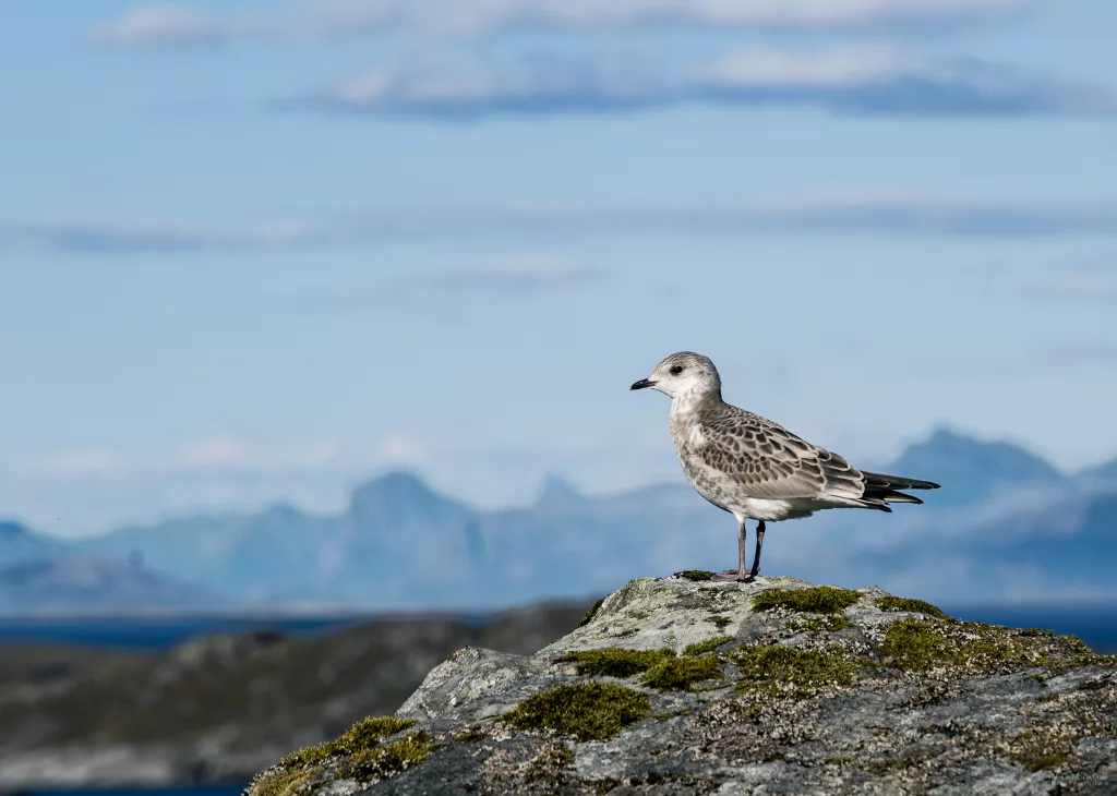 Baby Möwe sitzt auf einem Felsen