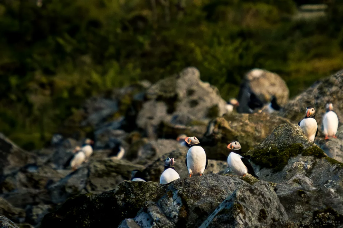 Viele Puffins sitzen auf Felsen auf der Insel Lovund