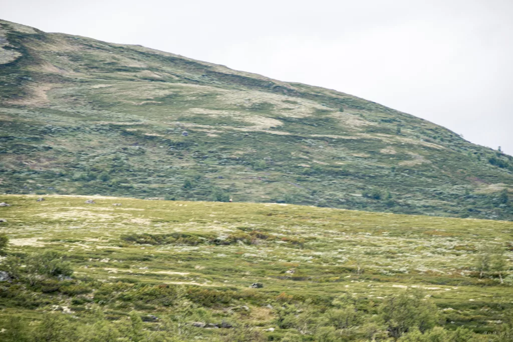 Verschwommenes Bild in die Weite im Dovrefjell mit einem Moschusochsen