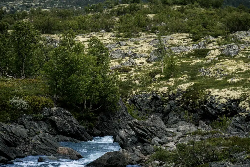 Bachlauf im Dovrefjell Nationalpark zwischen Felsen und Pflanzen