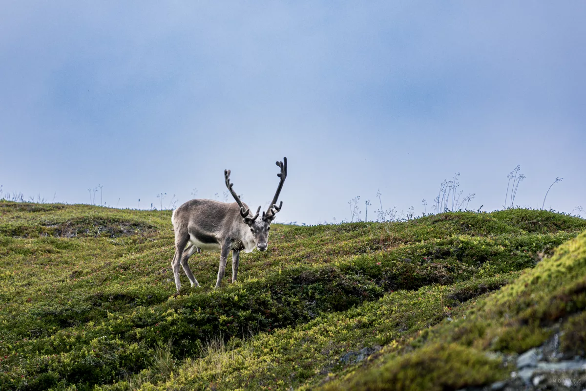 Rentier steht auf einer grünen Wiese am Nordkap