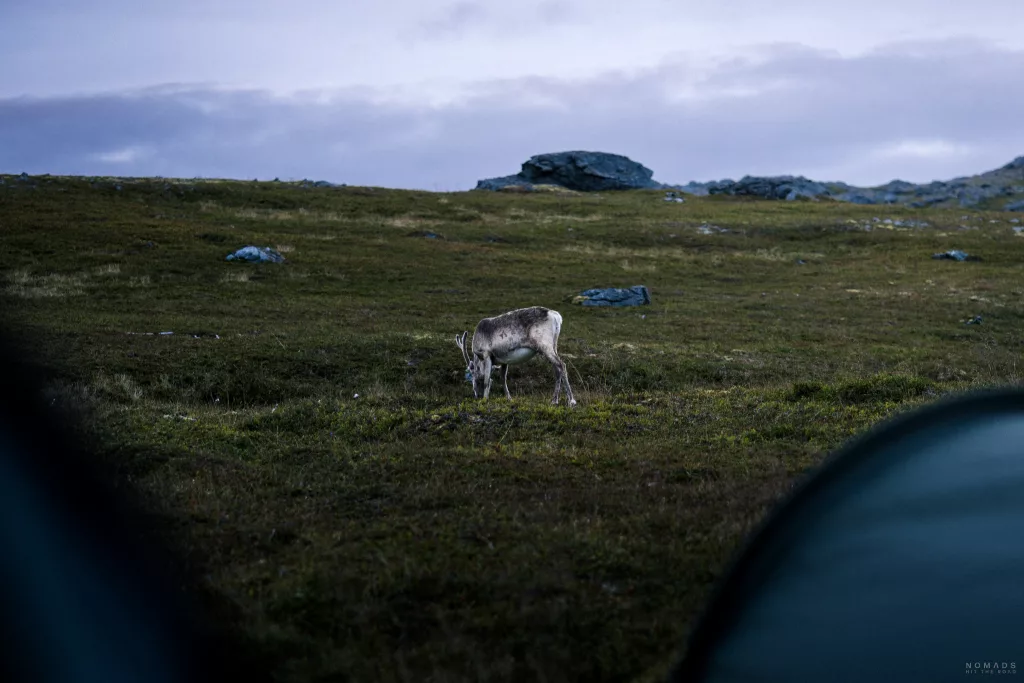 Rentier auf einer Grasfläche vor Zelten am Hytte Camp Nordkapp