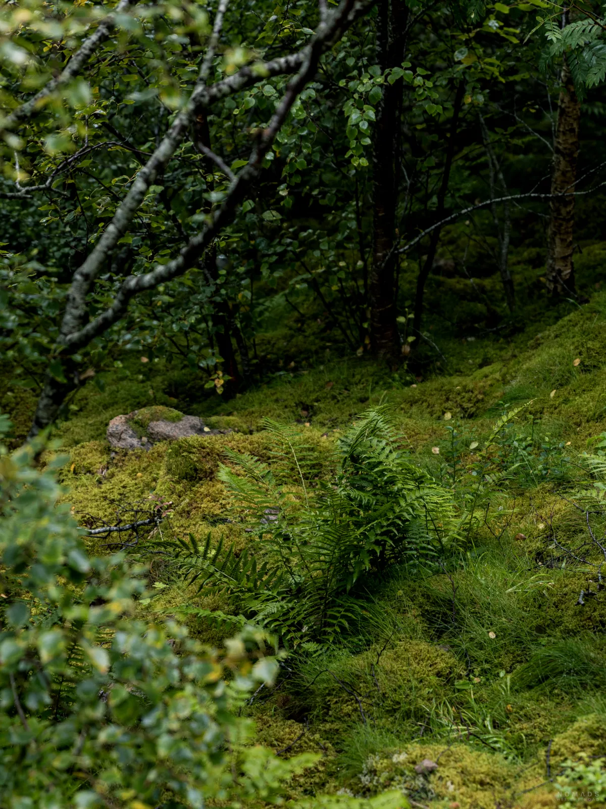 Moosbedeckter Waldboden mit Efeu und Bäumen
