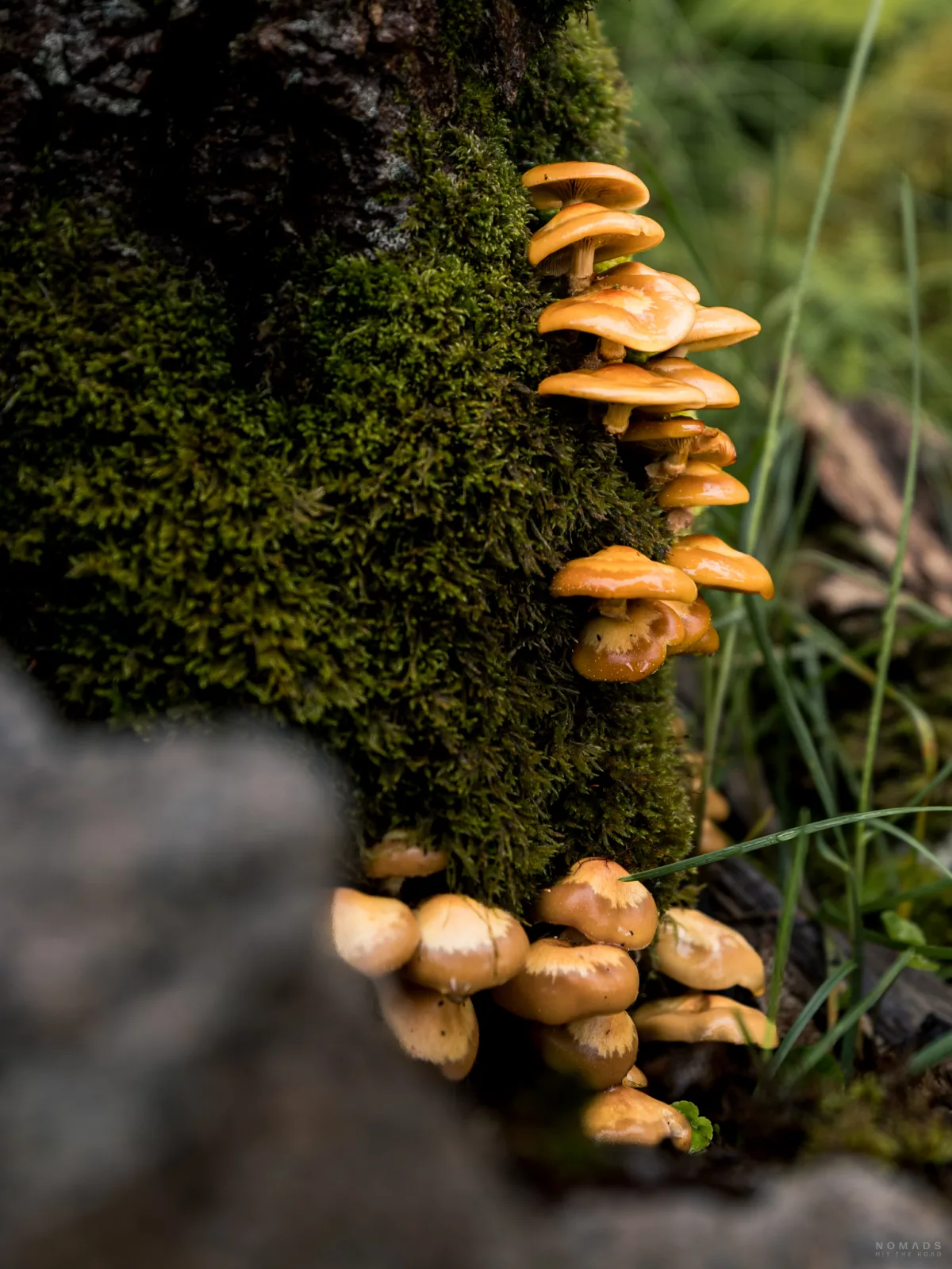 Pilze an einem moosbedeckten Baumstaum