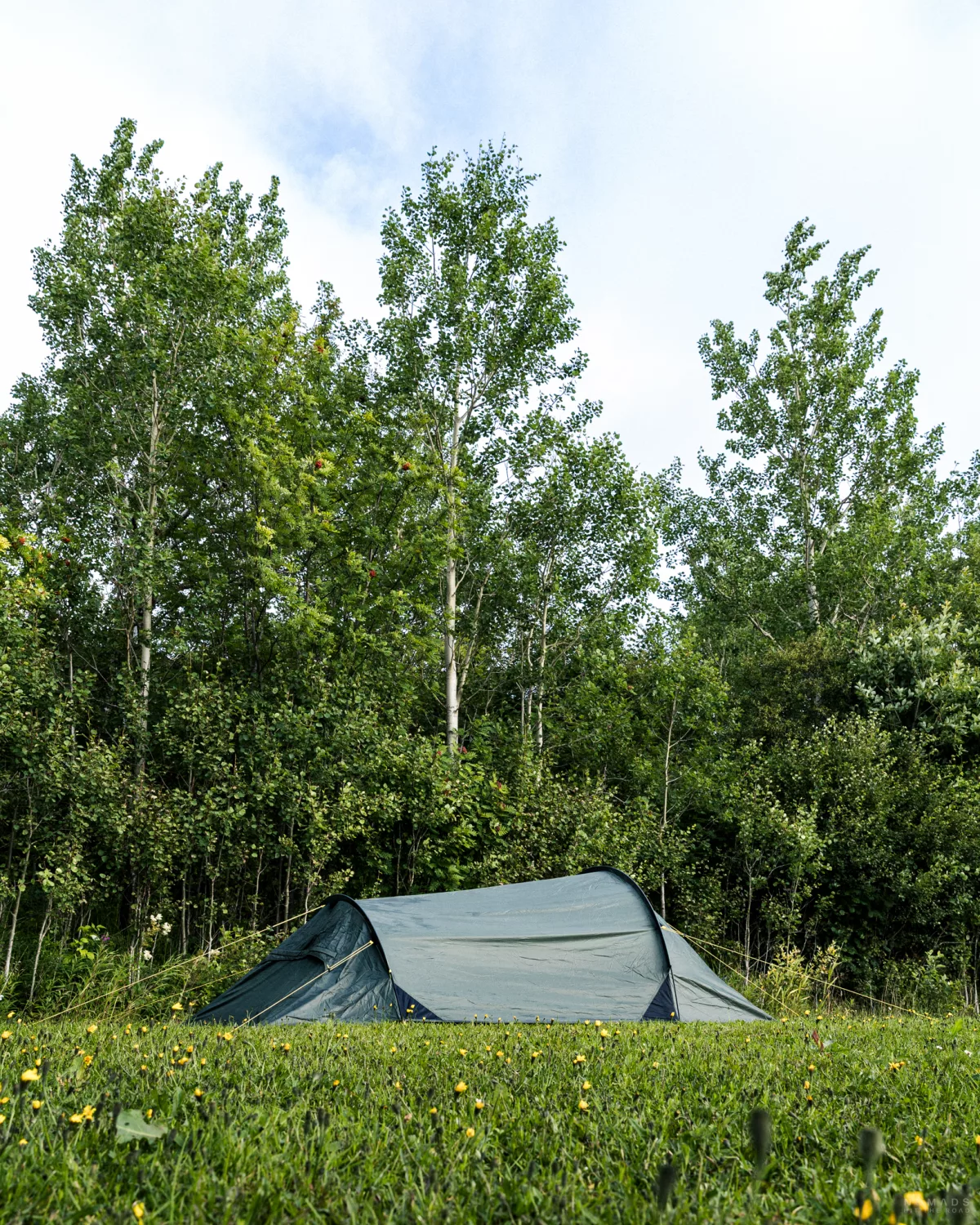 Zelt steht auf einer Wiese vor einem Wald mit Bäumen