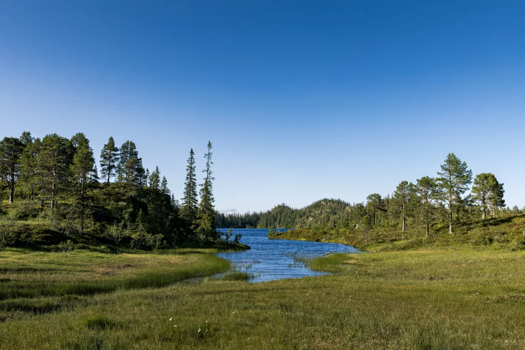 Blick auf einen See umgeben von Wiese und Wald