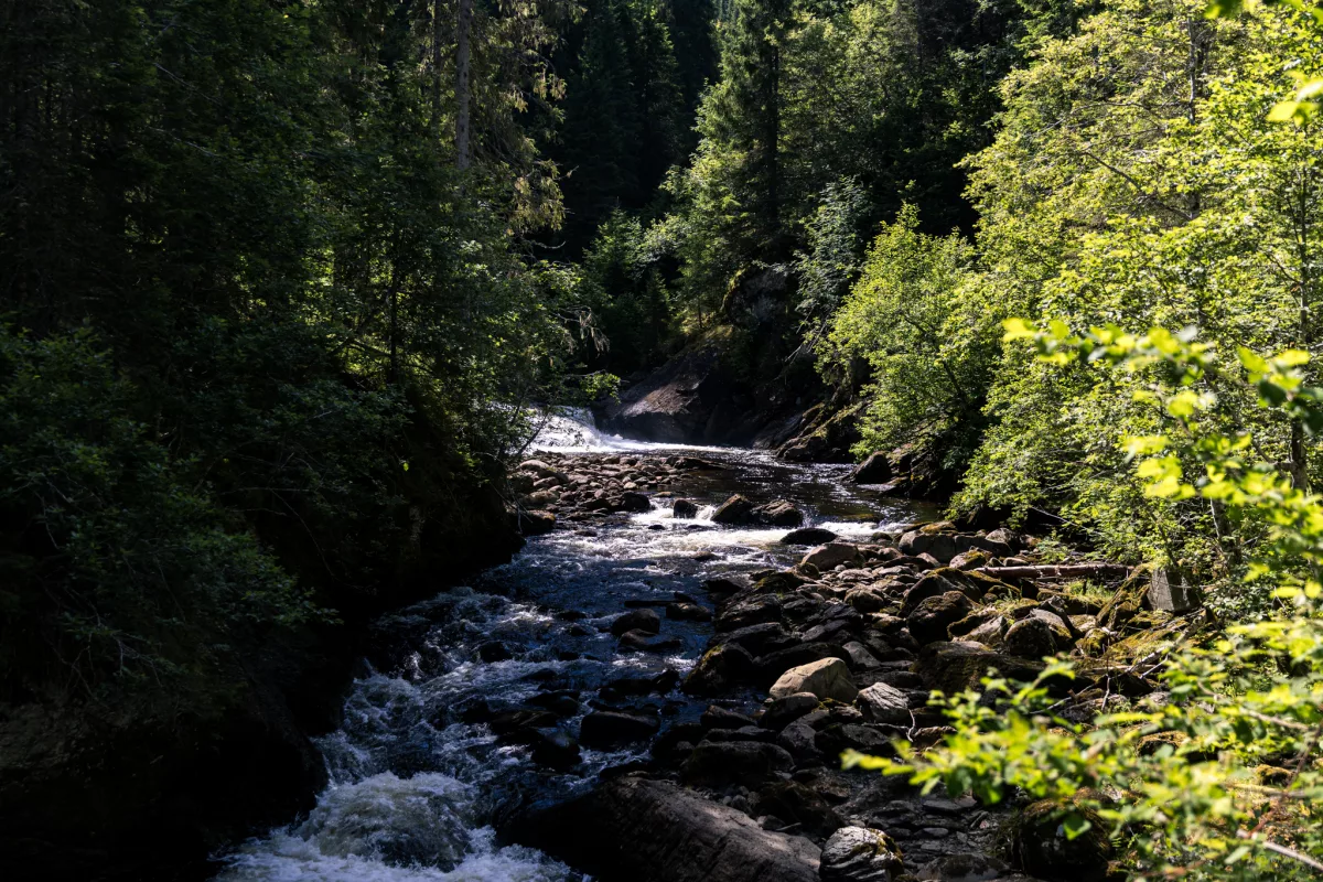 Fluss, der mitten durch einen grünen Wald fliest