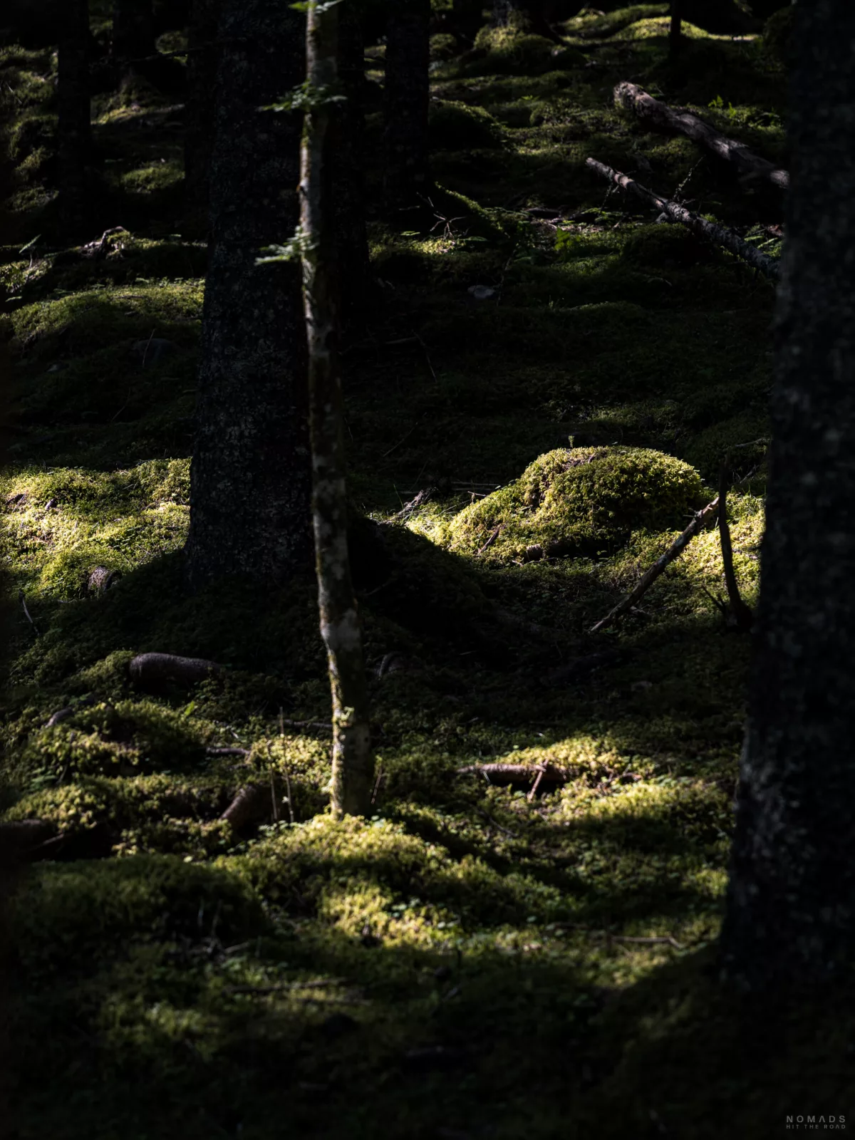 Sonne bricht durch einen dichten Wald uns scheint auf einen moosbedeckten Waldboden