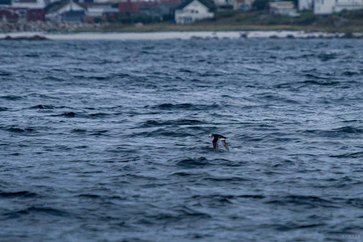 Papageientaucher fliegt über das Meer