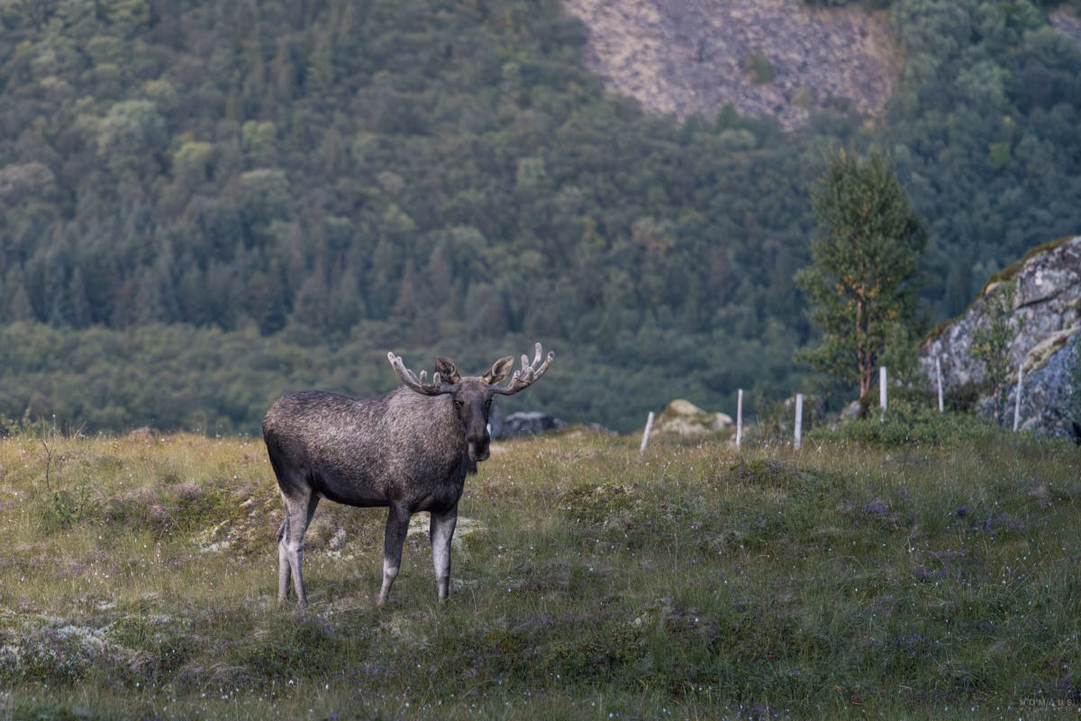 Elch steht auf einer Wiese in Norwegen